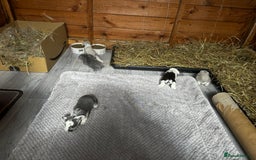 French Lop rabbits for sale: 🩵Stunning litter pure bred blue eye French lops🩵 - Image 21