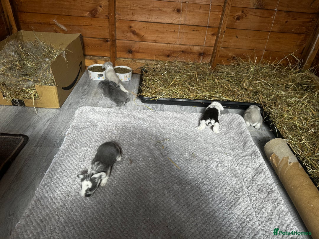 French Lop rabbits for sale: 🩵Stunning litter pure bred blue eye French lops🩵 - Image 21