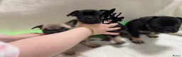 French Bulldog dogs for sale: 🐶French Bulldog Puppies For Sale – Ready Soon🐶 - Advert 3