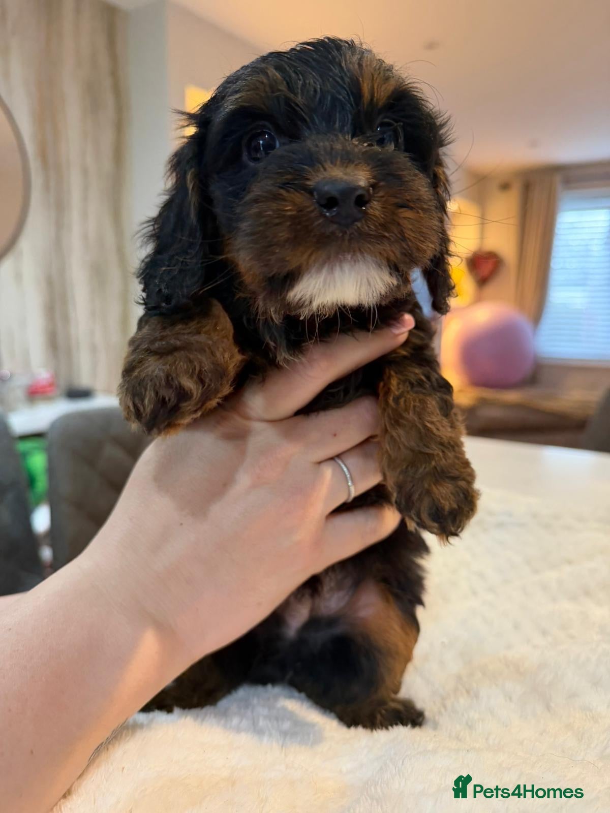 Cockapoo dogs Gorgeous teddy like cockapoos - Advert 2