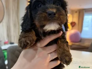 Cockapoo dogs Gorgeous teddy like cockapoos - Advert 2