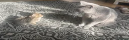 British Shorthair cats for sale: British shorthair kittens  - Advert 10