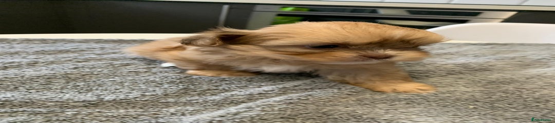 Shih Tzu Puppy 5