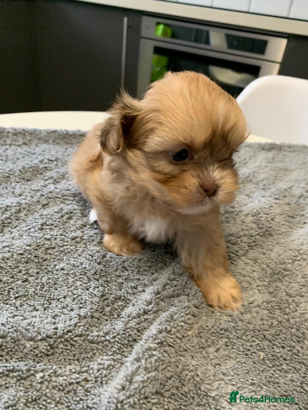 Shih Tzu dogs for sale: Shih Tzu puppies ready 27 th August  - Image 12