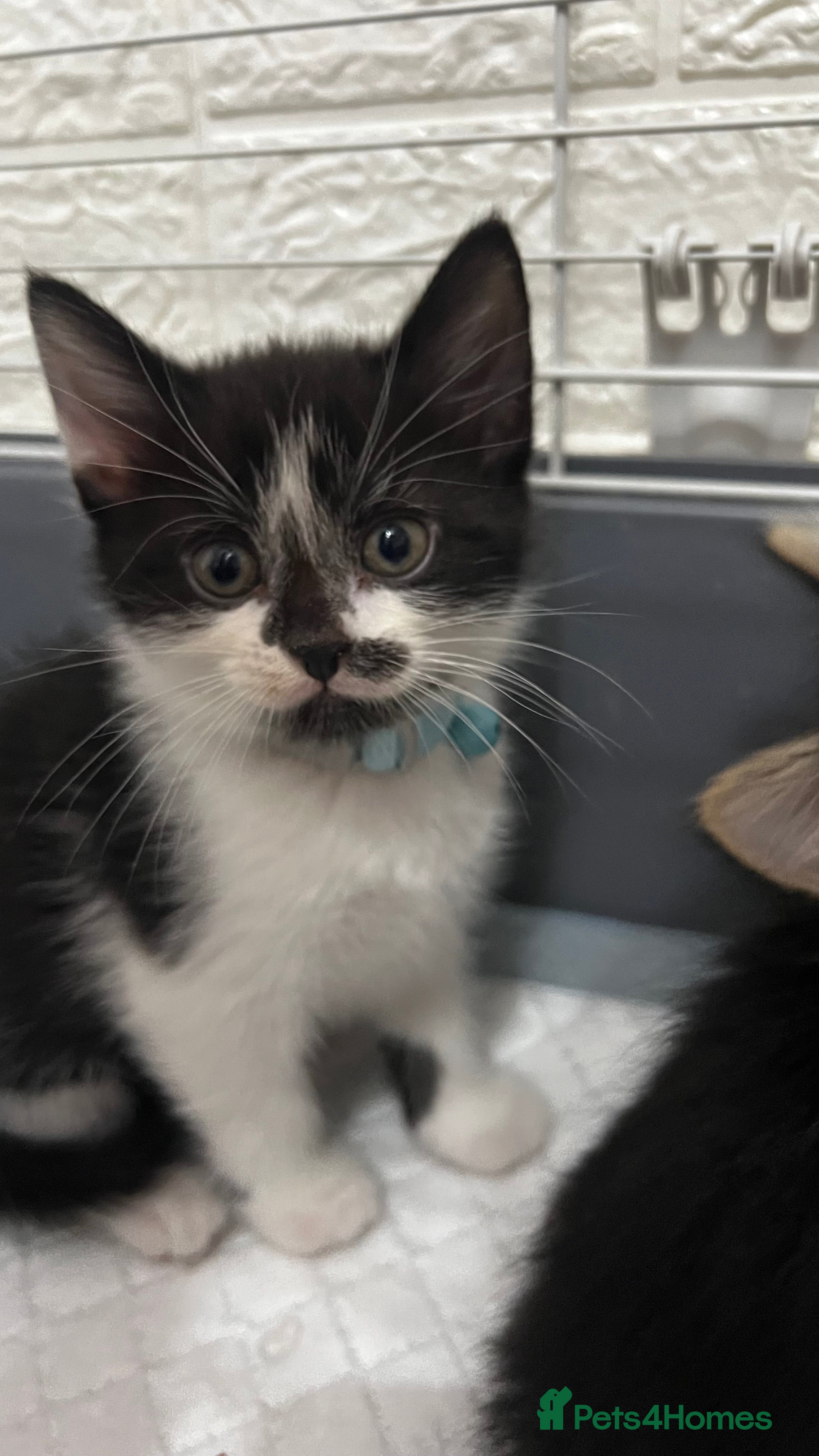 Mixed Breed cats Ready to go last Tuxedo Boy - Advert 2