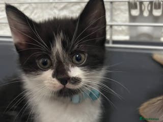 Mixed Breed cats Ready to go last Tuxedo Boy - Advert 2