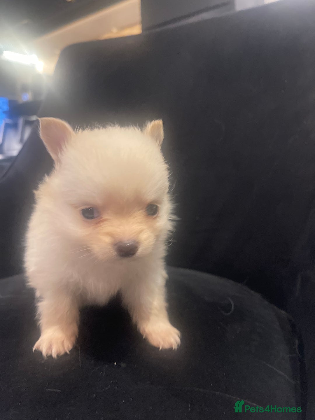 Pomchi dogs for sale: 3 little pomchis  - Advert 11