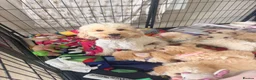 Maltipoo dogs for sale: Happy,loving affectionate Health Tested Maltipoo’s - Advert 37