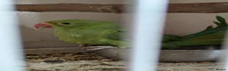 Ringnecks birds for sale: Green Indian ringneck baby - Advert 3