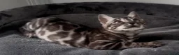 Bengal cats for sale: Exceptional kittens in silver, brown and charcoal - Advert 32