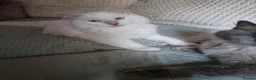 Ragdoll cats for sale:  Active fawn point boy available  - Advert 3