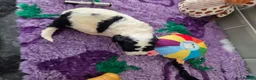 Saint Berdoodle dogs for sale: Miniature F1b Saint Bernadoodles  - Advert 24