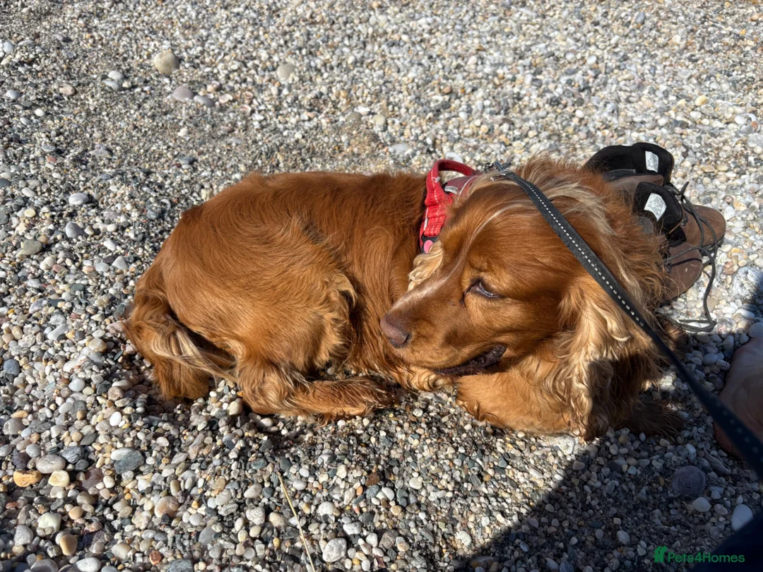 Cocker Spaniel dogs for stud: Golden English cocker pedigree  Stud - Advert 3