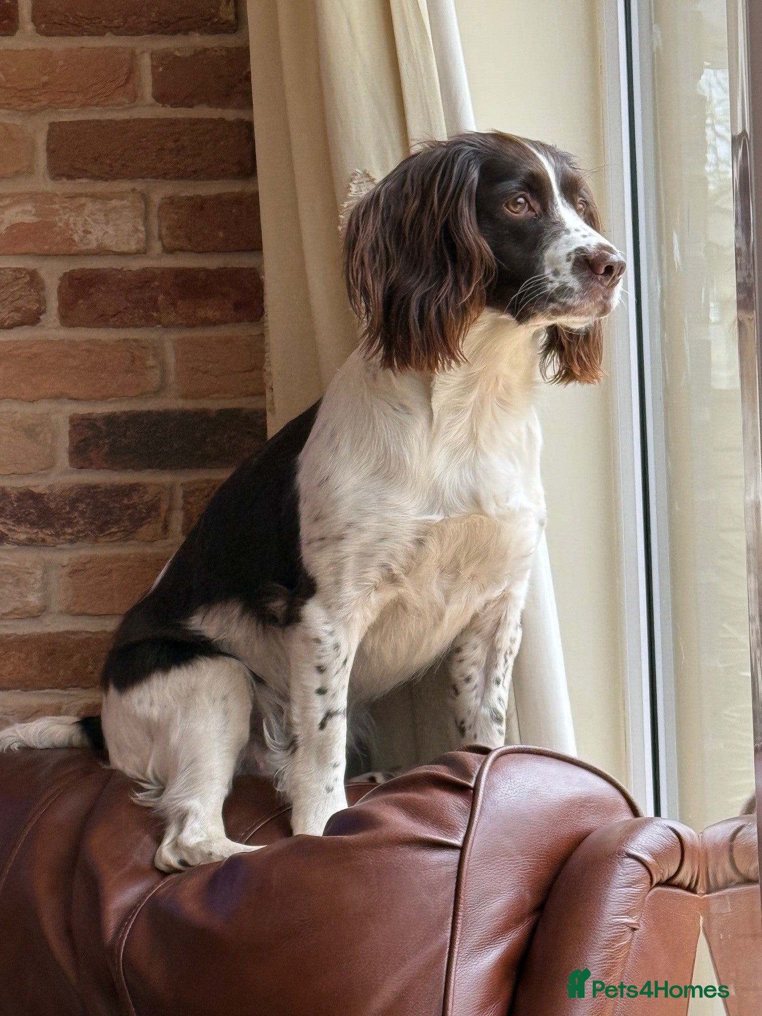 English Springer Spaniel dogs KC English Springer Spaniel Puppies - Advert 1