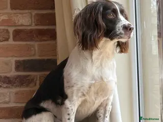English Springer Spaniel dogs KC English Springer Spaniel Puppies - Advert 5