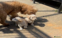 Maltipoo dogs for sale: Toy f1 maltipoos health tested champagne coloured  - Image 9