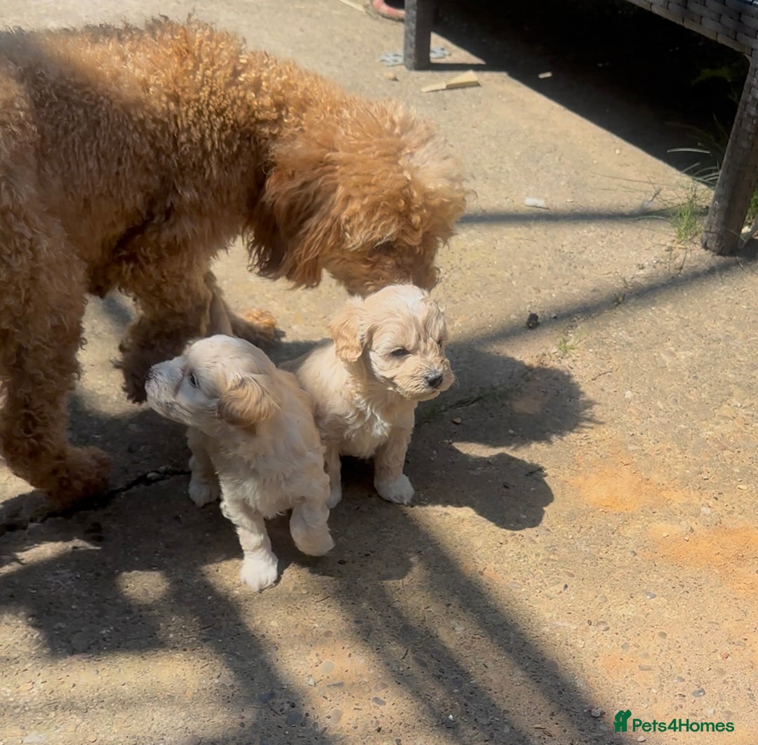 Maltipoo dogs for sale: Toy f1 maltipoos health tested champagne coloured  - Image 9