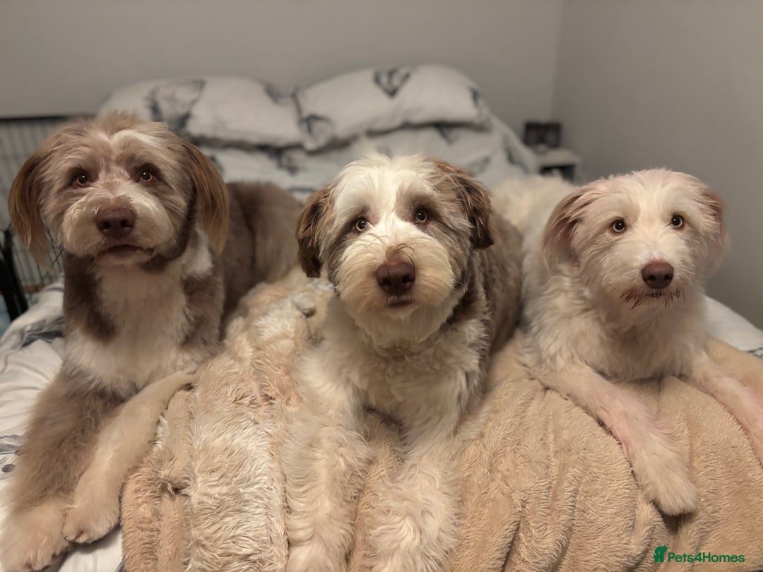 Bearded Collie dogs for sale: Bearded cross x border collie puppies  - Advert 9