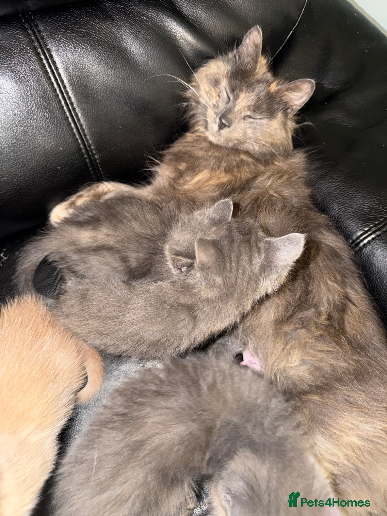 Mixed Breed cats Gorgeous mixed breed kittens  - Advert 5