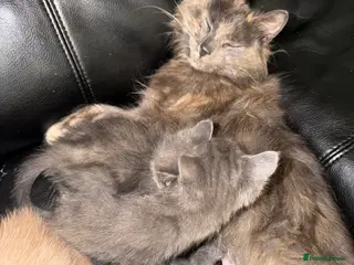 Mixed Breed cats Gorgeous mixed breed kittens READY NOW - Advert 5