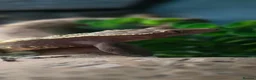 Gecko reptiles for sale: Male Crested Gecko and (Gargoyle) - Advert 2