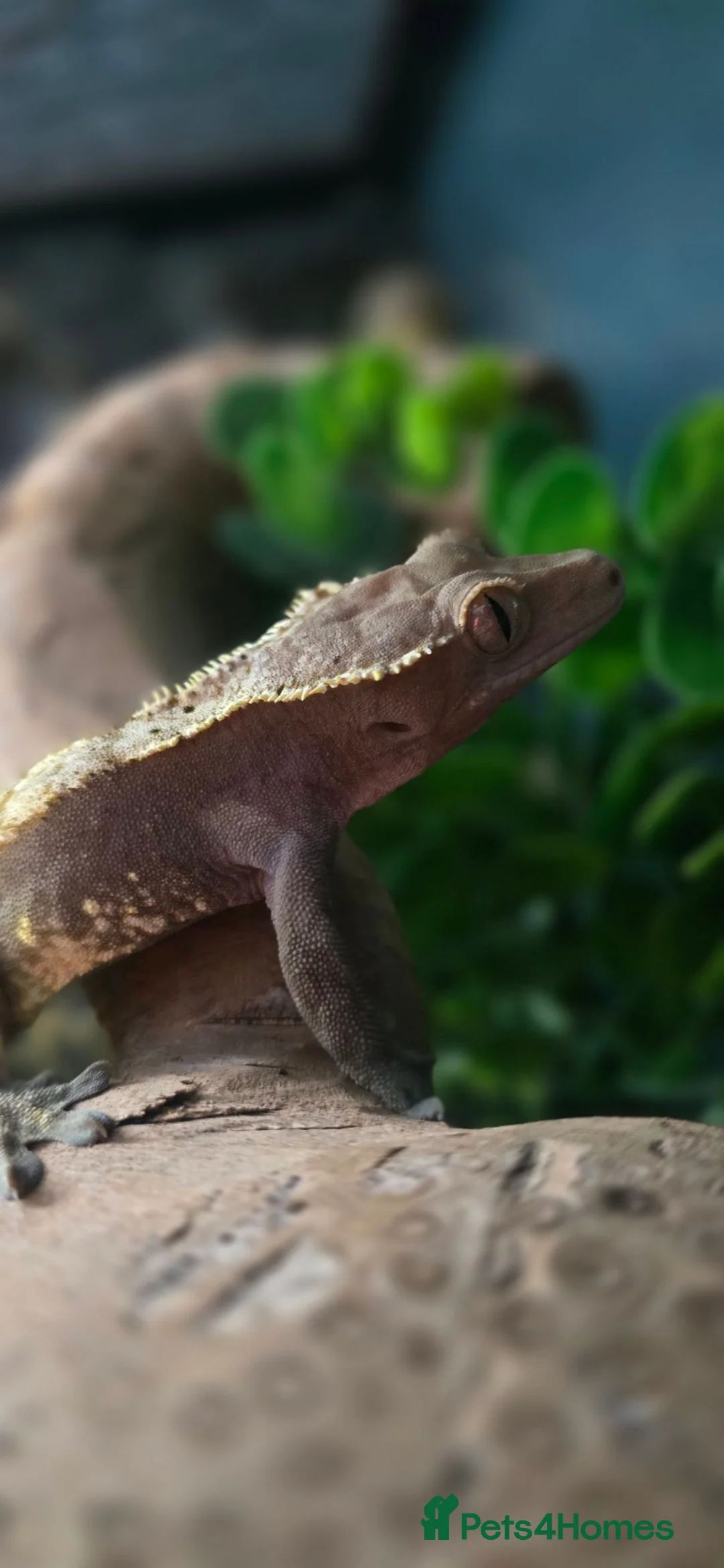 Gecko reptiles for sale: Male Crested Gecko and (Gargoyle) - Advert 2