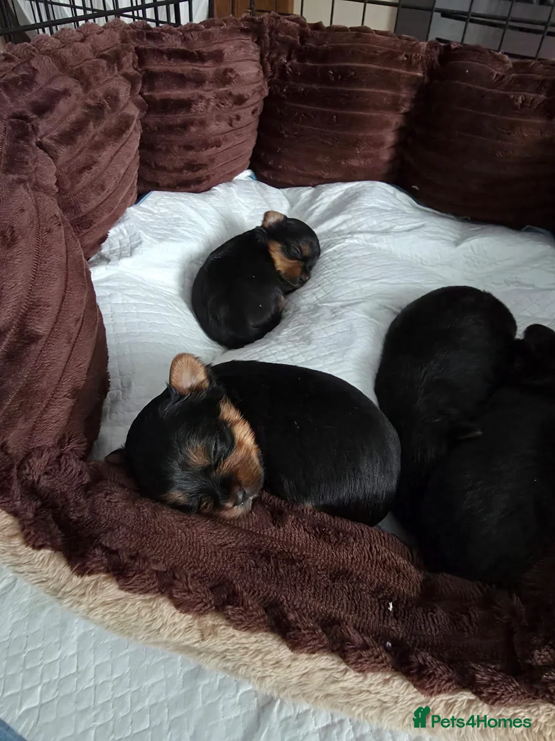 Yorkshire Terrier dogs for sale: Yorkshire Terrier mini  - Advert 12