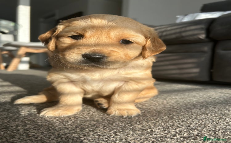 Golden Retriever dogs - Advert 1