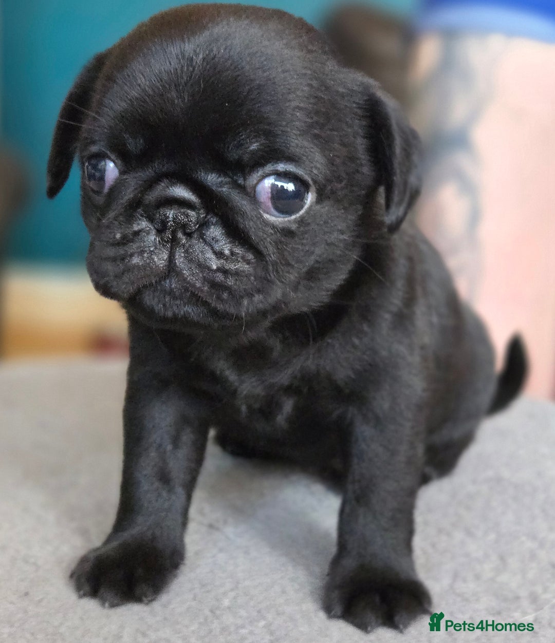 Pug dogs for sale: Chunky pug pups - Image 2