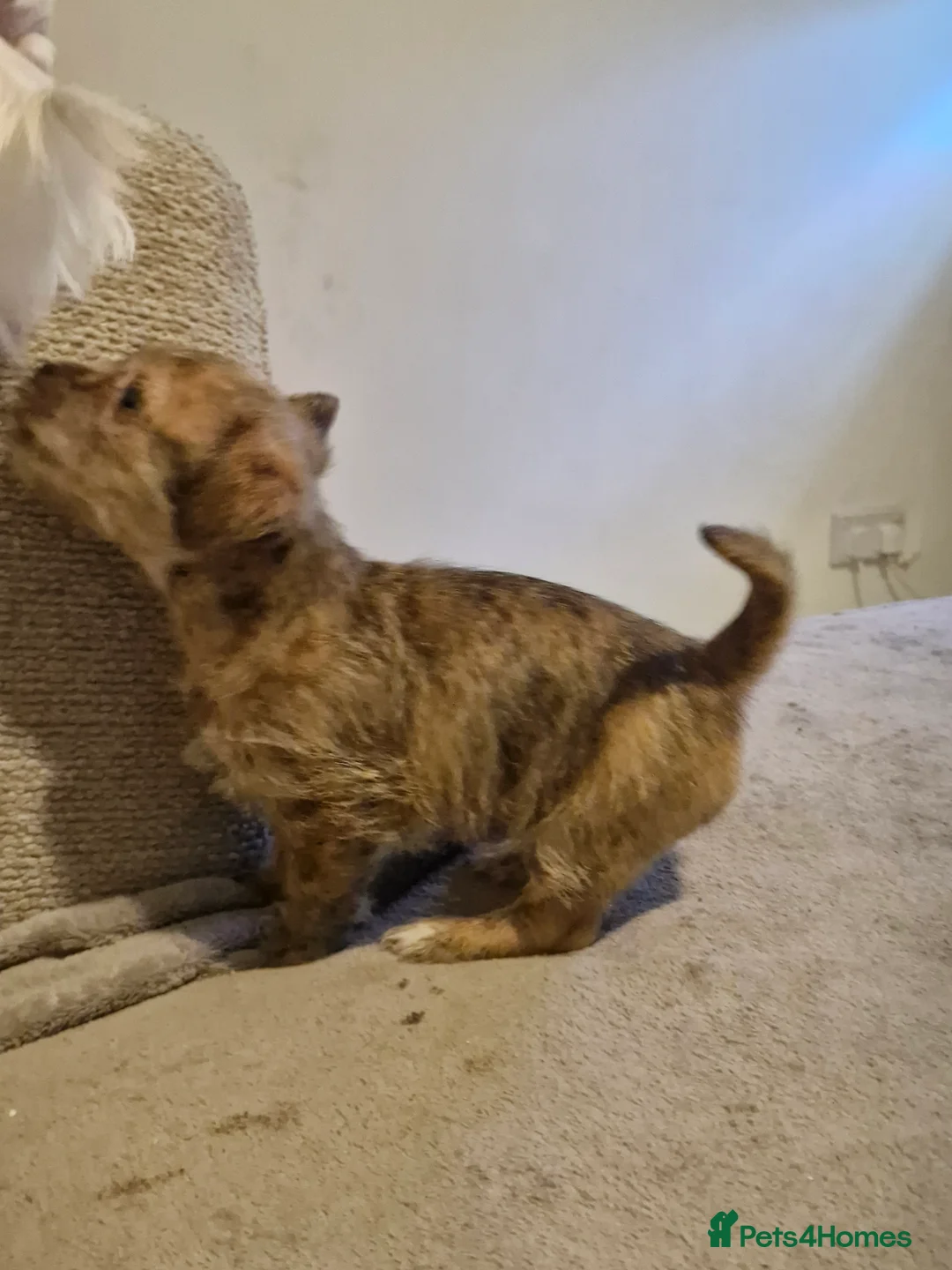 Mixed Breed dogs for sale: Beautiful Girl malshi x Jack russell  - Advert 8