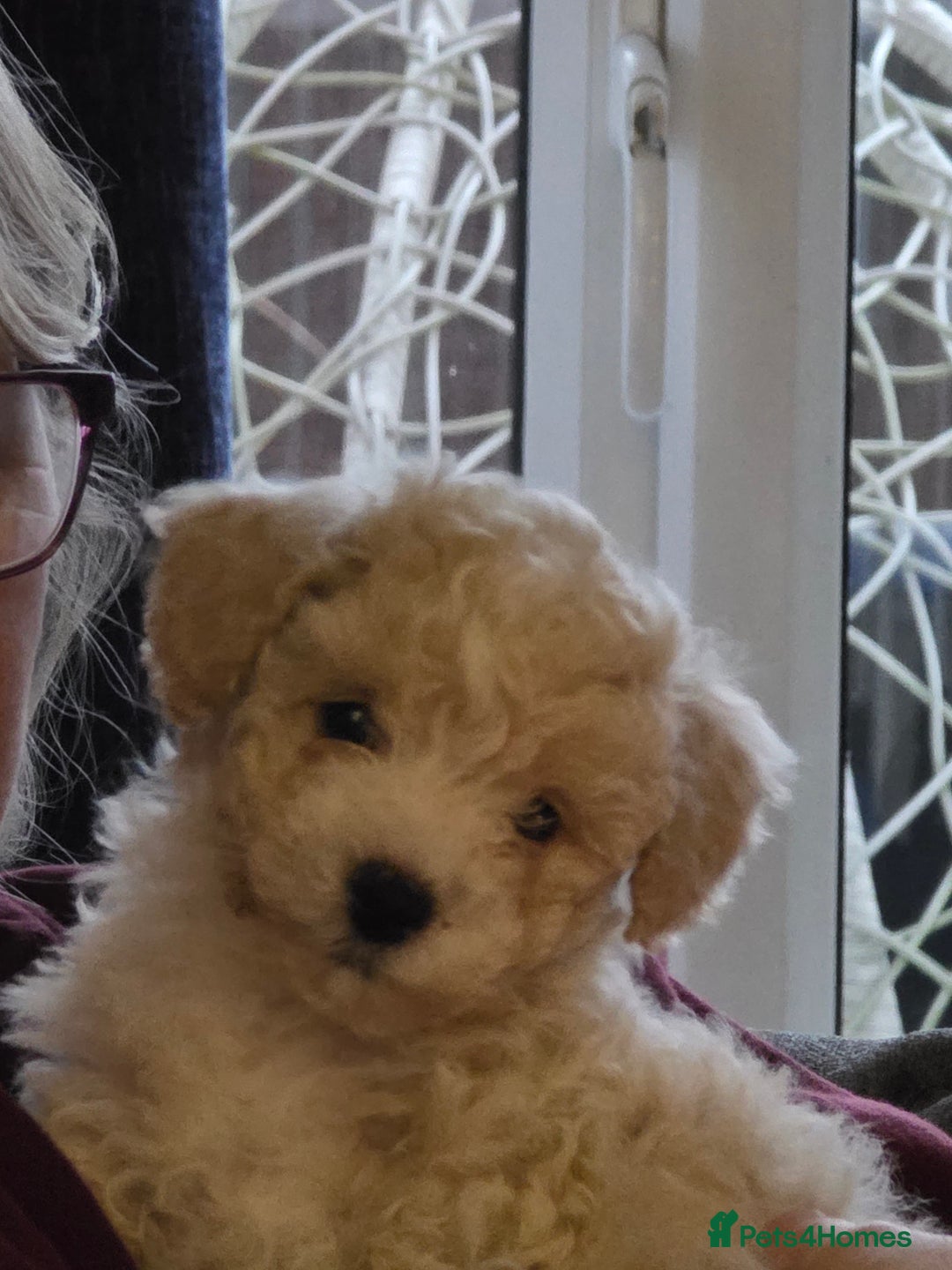 Maltipoo dogs for sale: Maltipoo 10weeks old - Advert 4