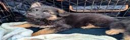 German Shepherd dogs for sale: KC REGISTERED, LONG HAIRED GERMAN SHEPHERD PUPPIES - Advert 2