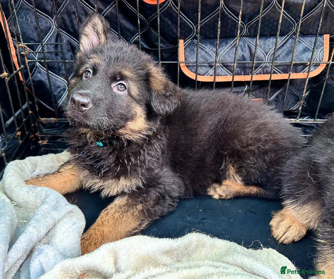 German Shepherd dogs for sale: KC REGISTERED, LONG HAIRED GERMAN SHEPHERD PUPPIES - Advert 2