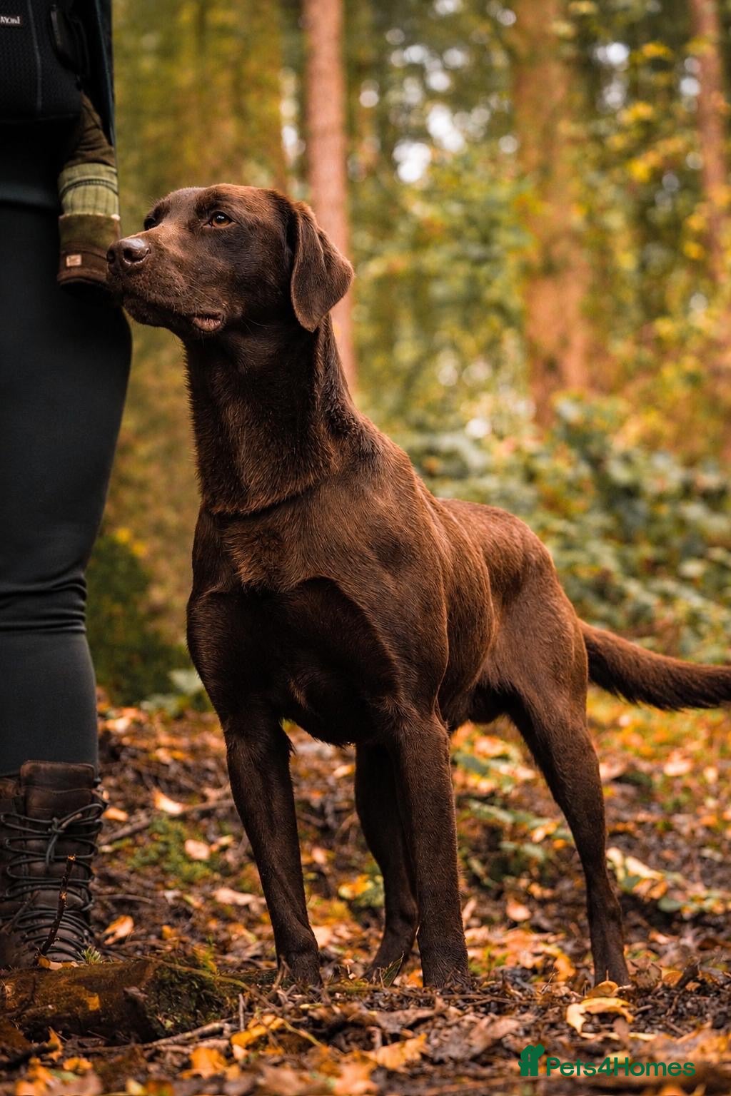 Labrador Retriever dogs for stud: Proven Fully Health Tested Working Chocolate Lab - Advert 21