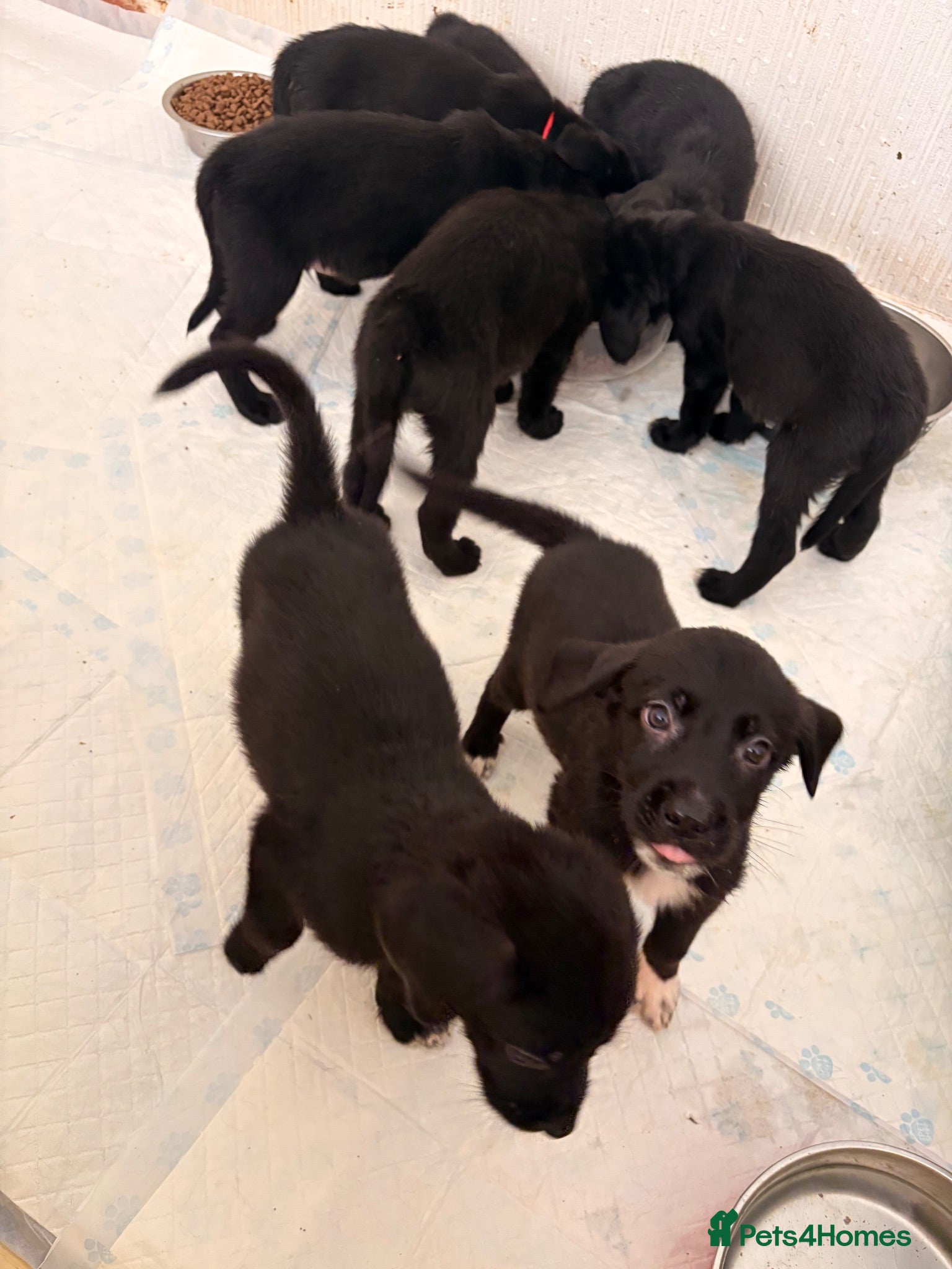 Mixed Breed dogs Urgent - Ready tonight - Lab Puppies - Advert 2