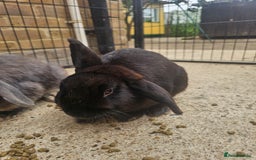 Mixed Breed rabbits for sale: Rabbits - Image 1
