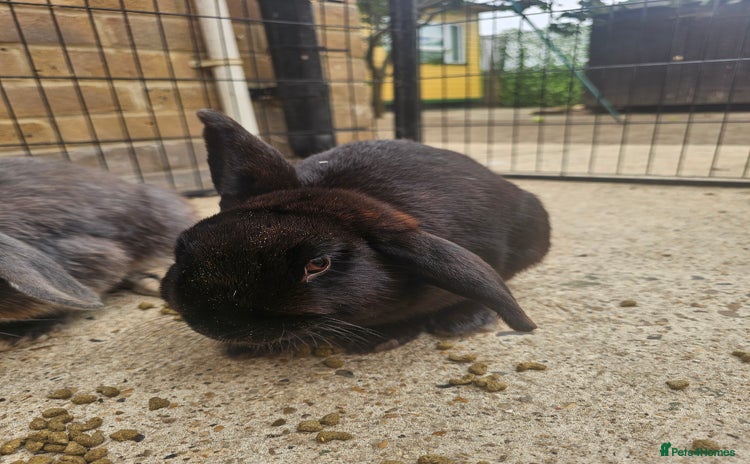 Mixed Breed rabbits - Advert 15