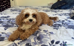 Cavapoo dogs for sale: Mr cavapoo F1B  - Image 3