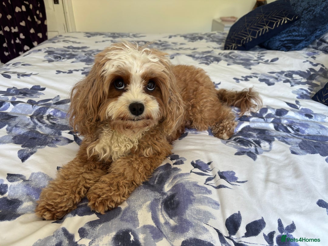 Cavapoo dogs for sale: Mr cavapoo F1B  - Image 3