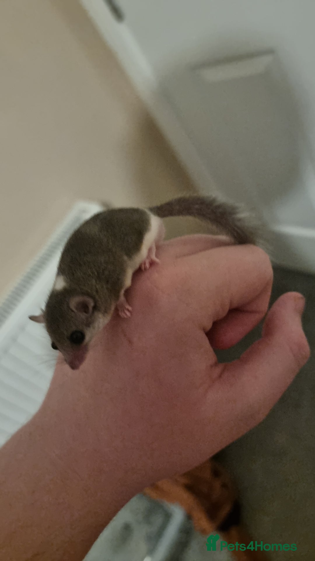 Mouse rodents for sale: Pied African Pygmy Dormice  - Advert 12