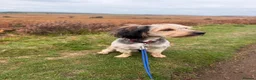 Mixed Breed dogs for sale: Banjo in Goole - Advert 11