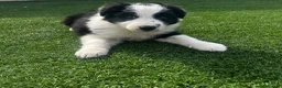 Border Collie dogs for sale: Beautiful border collie puppies  - Advert 4