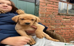 Labrador Retriever dogs for sale: Labrador puppies for sale 🐶 - Image 3