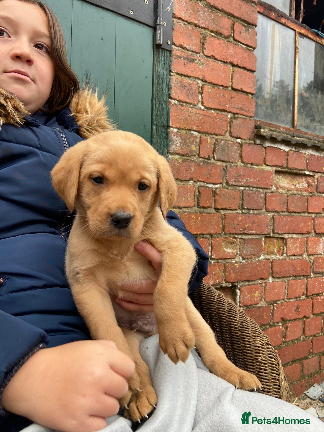 Labrador Retriever dogs for sale: Labrador puppies for sale 🐶 - Image 3