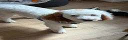 Sproodle dogs for sale: Beautiful Sproodle boy  - Advert 4