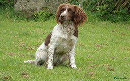 English Springer Spaniel dogs for sale: KC reg, Working Springer spaniel puppies - Image 7