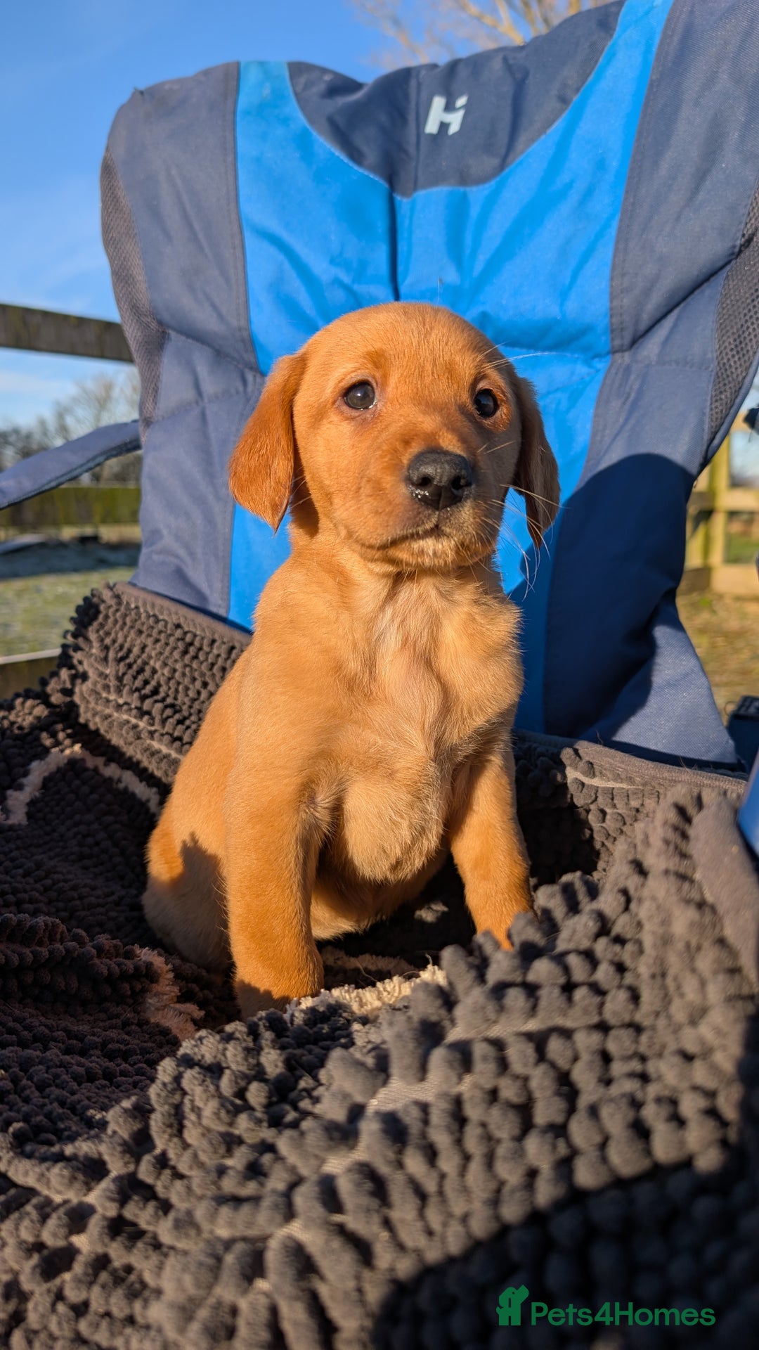 Labrador Retriever dogs for sale: Fab KC Fox Red Pups - 4* Higher Standard Breeder - Advert 23