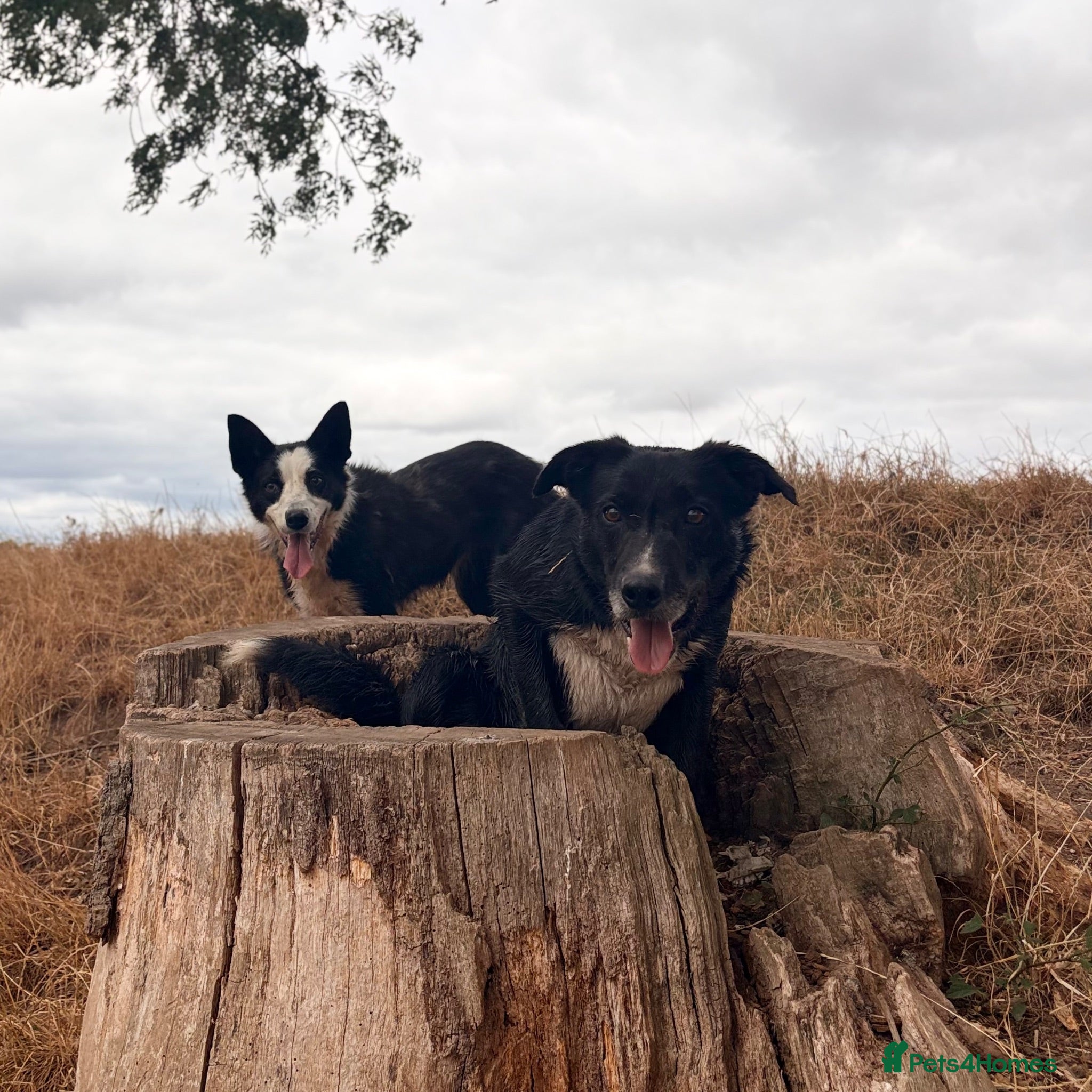 Border Collie dogs FULLY VACCINATED - Female Border Collie Puppies - Advert 2