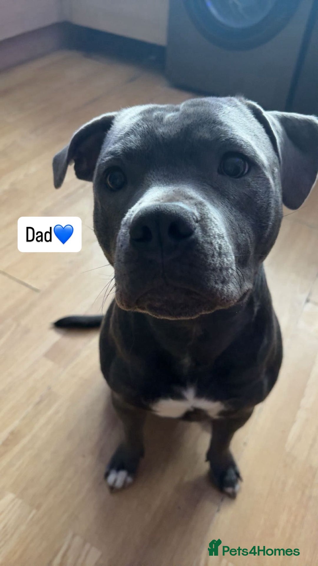 Staffordshire Bull Terrier dogs for sale: Eight gorgeous staffy puppies. - Advert 30