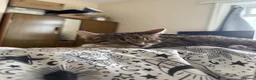 Siamese cats for sale: Willow  - Advert 11